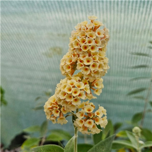 Buddleia Weyeriana  'Moonlight'